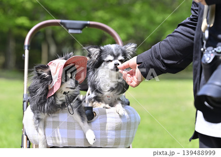 愛犬と避暑地へ旅行　チワワ 139488999