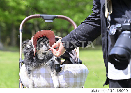 愛犬と避暑地へ旅行 チワワ 愛犬と避暑地へ旅行 チワワ 139489000