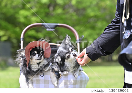 愛犬と避暑地へ旅行 チワワ 愛犬と避暑地へ旅行 チワワ 139489001