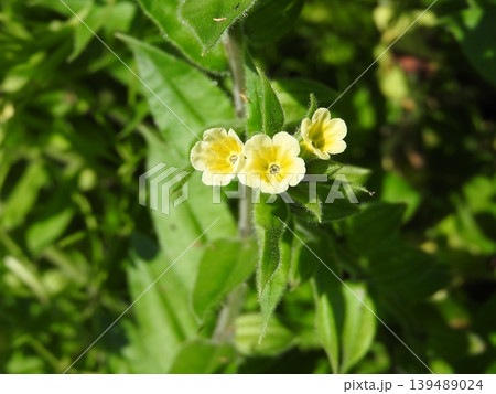 生ける宝石とも言われた「キバナムラサキ」の花 生ける宝石とも言われた「キバナムラサキ」の花 139489024