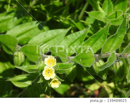 生ける宝石とも言われた「キバナムラサキ」の花と葉 139489025