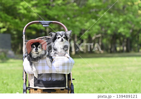 愛犬と避暑地へ旅行　高原　避暑地　チワワ 139489121