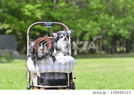 愛犬と避暑地へ旅行　高原　避暑地　チワワ 139489123