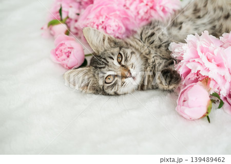 Adorable tabby kitten lying on white faux fur blanket surrounded by pink peonies Adorable tabby kitten lying on white faux fur blanket surrounded by pink peonies 139489462