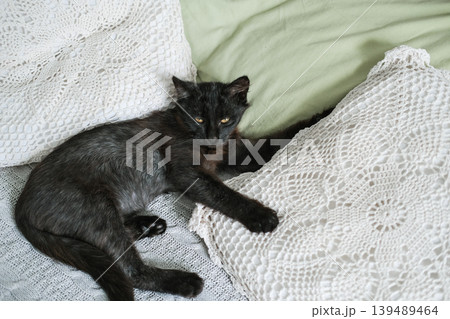 Sleek black kitten relaxing on bed between white lace crochet pillows. Cozy, domestic comfort, pet lifestyle Sleek black kitten relaxing on bed between white lace crochet pillows. Cozy, domestic comfort, pet lifestyle 139489464