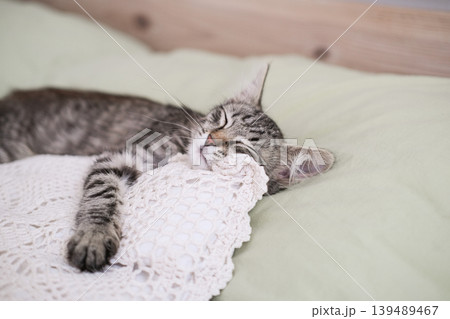 Peaceful tabby kitten sleeping soundly on white lace crochet pillow in cozy bed Peaceful tabby kitten sleeping soundly on white lace crochet pillow in cozy bed 139489467
