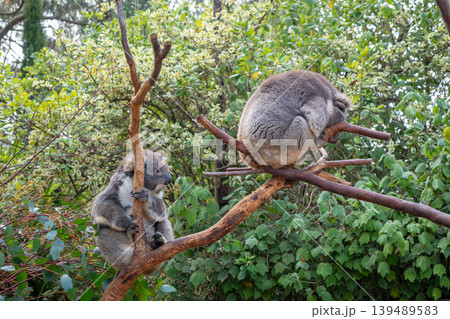 Two koalas resting on tree branches in Kangaroo Island, Australia Two koalas resting on tree branches in Kangaroo Island, Australia 139489583