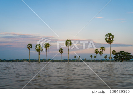 Borassus palms at sunset on Lake Tempe, Sulawesi, Indonesia Borassus palms at sunset on Lake Tempe, Sulawesi, Indonesia 139489590