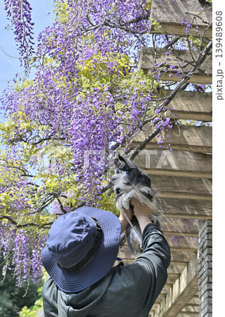 愛犬を抱き上げる男性と満開の藤の花　チワワ 139489608