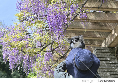 愛犬を抱き上げる男性と満開の藤の花 チワワ 愛犬を抱き上げる男性と満開の藤の花 チワワ 139489609