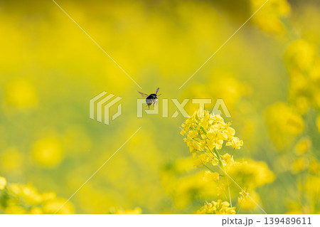 菜の花畑を飛ぶハナバチの春風景 菜の花畑を飛ぶハナバチの春風景 139489611