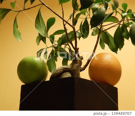 Orange and apple fruits on square wooden flower pot with bonsai tree Orange and apple fruits on square wooden flower pot with bonsai tree 139489707