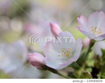 4月に美しく咲いたピンク色のサクラ「御殿場桜(ゴテンバザクラ)」 4月に美しく咲いたピンク色のサクラ「御殿場桜(ゴテンバザクラ)」 139489839