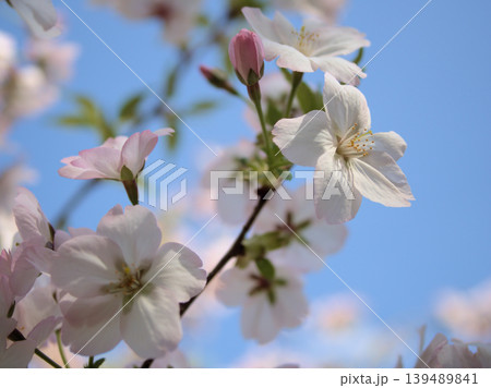 4月に美しく咲いたピンク色のサクラ「御殿場桜（ゴテンバザクラ）」 139489841