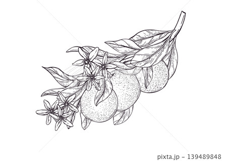Orange branch with flowers and fruit vector isolated illustration. Hand drawn citrus plant etching drawing. Vintage engraving style sketch for design, food packaging, textile print and stationery Orange branch with flowers and fruit vector isolated illustration. Hand drawn citrus plant etching drawing. Vintage engraving style sketch for design, food packaging, textile print and stationery 139489848
