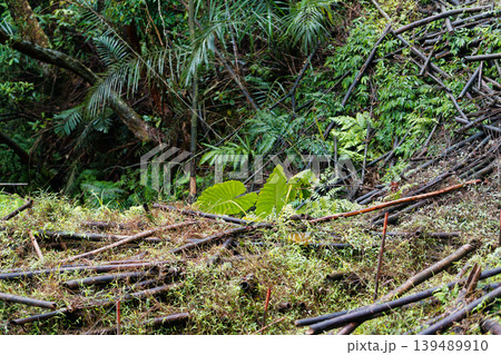 Fallen Bamboo Covering Forest Floor After Spring Harvest in Taiwan 139489910