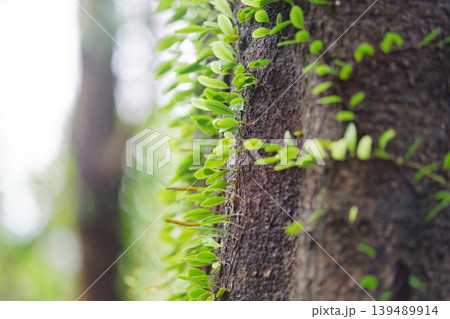 Tiny Green Leaves Sprouting Along Mossy Tree Trunk in Taiwan Forest 139489914
