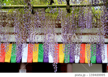 藤の花が満開の西新井大師 藤の花が満開の西新井大師 139489995