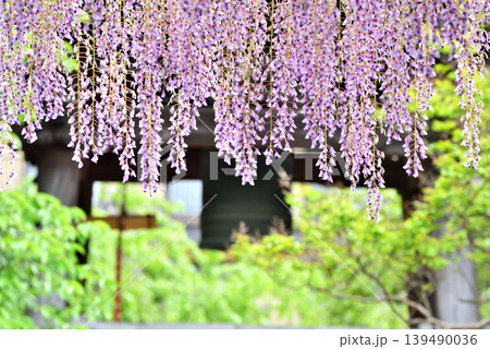 藤の花が満開の西新井大師 藤の花が満開の西新井大師 139490036