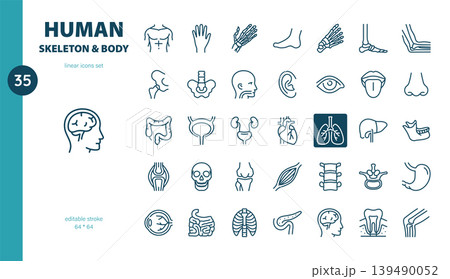 Human Skeleton and Body Linear Icon Set. Thin Line Illustrations of Human Bones, Organs and Body Parts for Anatomy, Healthcare and Medical Education. Human Skeleton and Body Linear Icon Set. Thin Line Illustrations of Human Bones, Organs and Body Parts for Anatomy, Healthcare and Medical Education. 139490052