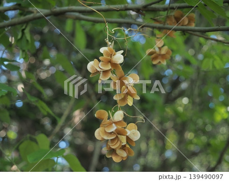 新緑の森の中の風景 139490097