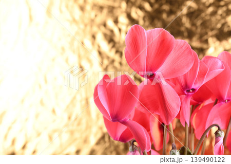 金色バックの濃いピンクのシクラメンの花のアップ 金色バックの濃いピンクのシクラメンの花のアップ 139490122