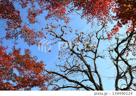 カエデの紅葉を手前に実のついた柿の木 カエデの紅葉を手前に実のついた柿の木 139490124