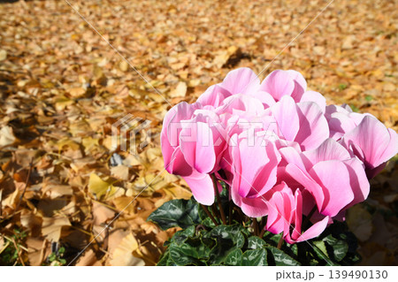 イチョウの落葉をバックにシクラメンの花 イチョウの落葉をバックにシクラメンの花 139490130