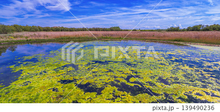 Tablas de Daimiel National Park, Spain Tablas de Daimiel National Park, Spain 139490236