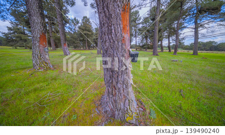 Maritime Pine Resin Industry, Spain 139490240