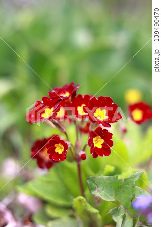 プリムラ・ポリアンサの花 プリムラ・ポリアンサの花 139490470
