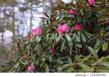 赤いシャクナゲの花 赤いシャクナゲの花 139490492