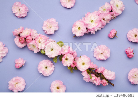 Pink almond flower blossoms in the spring on purple background. Pink almond flower blossoms in the spring on purple background. 139490683