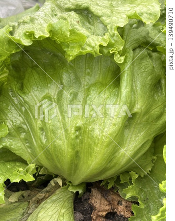 新鮮な野菜 139490710