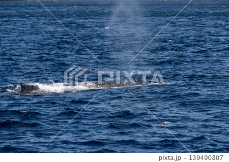 ザトウクジラ　東京都　小笠原 139490807