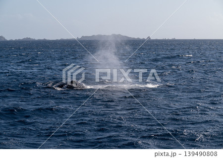 ザトウクジラ 東京都 小笠原 ザトウクジラ 東京都 小笠原 139490808