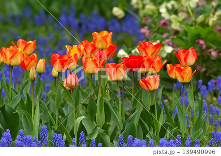 春の花壇に咲くチューリップ 139490996