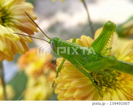 Close up of green wood locust or valanga nigricornis feeding on nectar of graceful zinnia flowers. Close up of green wood locust or valanga nigricornis feeding on nectar of graceful zinnia flowers. 139491007