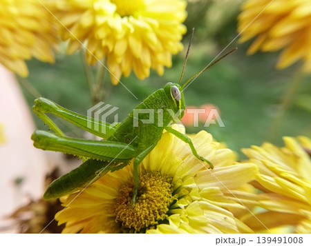 Close up of green wood locust or valanga nigricornis feeding on nectar of graceful zinnia flowers. Close up of green wood locust or valanga nigricornis feeding on nectar of graceful zinnia flowers. 139491008