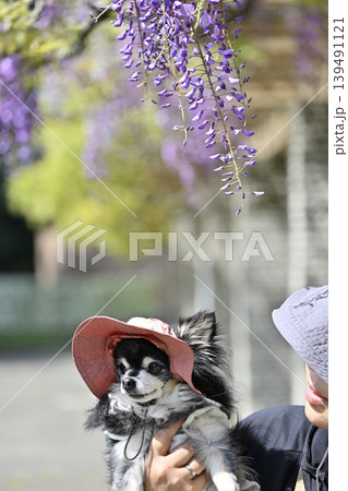 愛犬を抱き上げる女性と満開の藤の花　チワワ 139491121