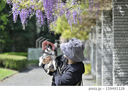 愛犬を抱き上げる女性と満開の藤の花 チワワ 愛犬を抱き上げる女性と満開の藤の花 チワワ 139491126