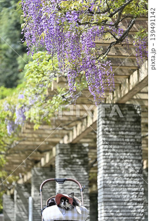 満開の藤の花とチワワ 139491142