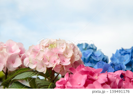 紫陽花と空 139491176