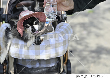 愛犬の水分補給 チワワ 愛犬の水分補給 チワワ 139491298