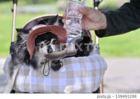 愛犬の水分補給　チワワ 139491299