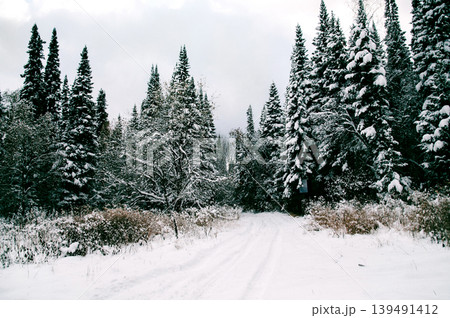 White Siberia winter spruce forest landscape, snowy trees sky, bright cloudy day White Siberia winter spruce forest landscape, snowy trees sky, bright cloudy day 139491412