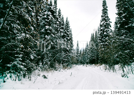 White Siberia winter spruce forest landscape, snowy trees sky, bright cloudy day 139491413