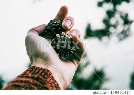 Woman hold two pine cones in hand, stone texture in background, close up hands Woman hold two pine cones in hand, stone texture in background, close up hands 139491414
