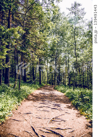Green summer forest landscape greenwood forest trees, grass and cloudy sky Green summer forest landscape greenwood forest trees, grass and cloudy sky 139491443