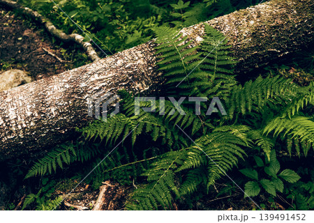 Green summer forest landscape greenwood forest trees, grass and cloudy sky Green summer forest landscape greenwood forest trees, grass and cloudy sky 139491452